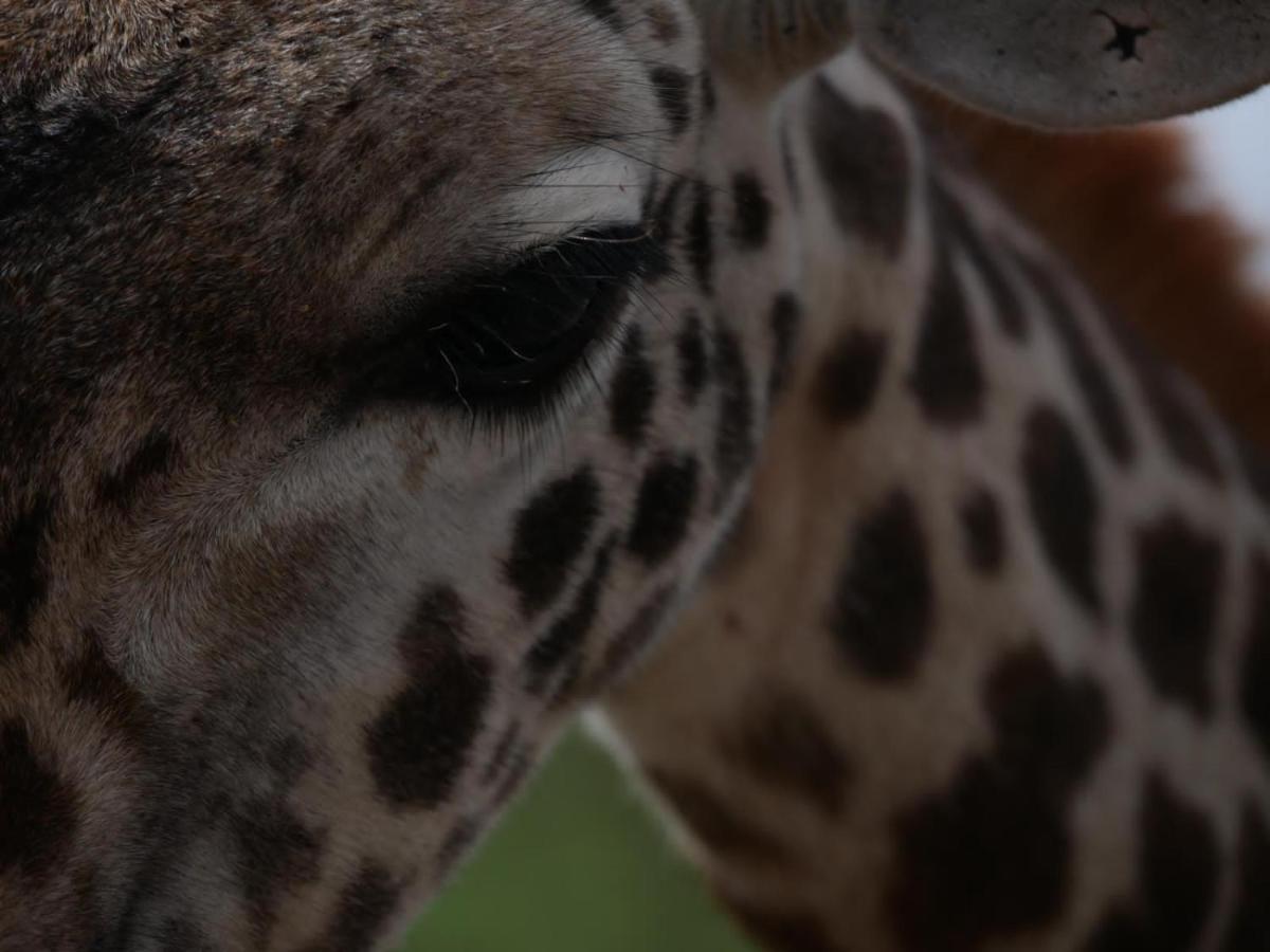 Oldonyo Orok Lodge Kajiado Zewnętrze zdjęcie